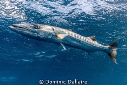 Great Barracuda of 5 feet ! by Dominic Dallaire 